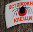 Как предотвратить укус клеща и что делать, если это случилось - Кингисепп-сегодня.рф