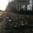 Фото новости - Kingisepp.Ru