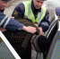 Приезжий угнал Kia K5 и был пойман под Кингисеппом - Kingisepp.Ru