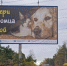На дорогах Ленобласти появилась социальная реклама о животных - Кингисепп-сегодня.рф