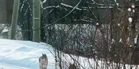 Три рыси в Кингисеппском районе вышли к домам (Фото+Видео) - Kingisepp.Ru