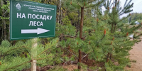 В Ленобласти в акциях «Сад памяти» в 2025 году приняли участие более 4 тысяч человек - Кингисепп-сегодня.рф