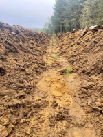 Ленобласть вошла в тройку лидеров СЗФО по лесовосстановлению